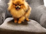 1 Yaşında Erkek Pomeranian İzmir