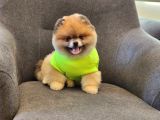 2 Yaşında Efsane Erkek Pomeranian
