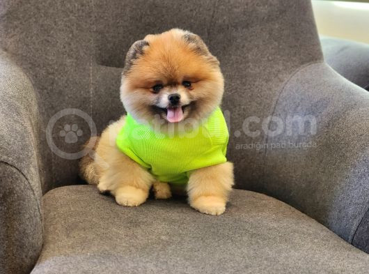 2 Yaşında Efsane Erkek Pomeranian görsel