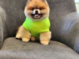 2 Yaşında Efsane Erkek Pomeranian