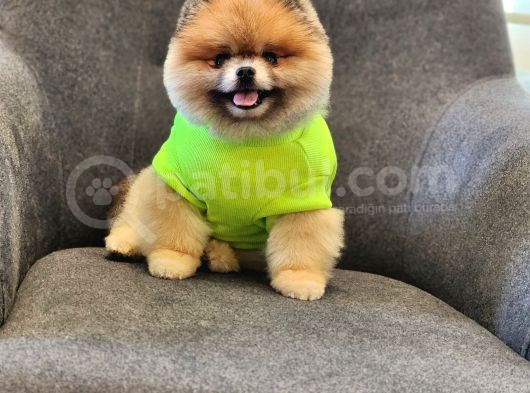 2 Yaşında Efsane Erkek Pomeranian görsel