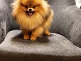 1 Yaşında Erkek Pomeranian İzmir