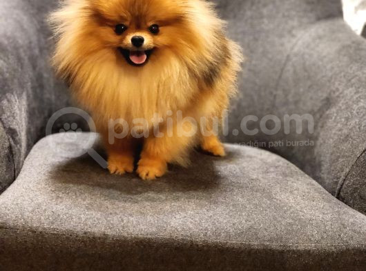 1 Yaşında Erkek Pomeranian İzmir görsel