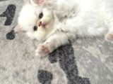 Nadir Irk Ayı Surat Safkan İran