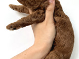 Redbrown Orijinal Minnoş Dişi Toypoodle Yavru