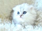 İpeksi uzun güzel tüylü silver scottish fold longhair
