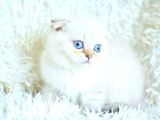 Tatlı Suratıyla Ns25 Scottish Fold Shorthair Yavrumuz