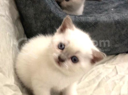 Torunlarim görsel