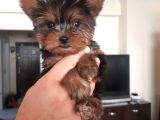Teacup Yorkshi̇re Yavrular Her Yere Gönderi̇li̇r