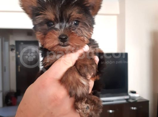 Teacup Yorkshi̇re Yavrular Her Yere Gönderi̇li̇r görsel