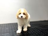 Toy Poodle Sevi̇mli̇ Bebekler Yuvalarina Gi̇tmeye Hazir