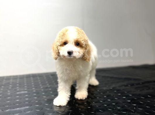 Toy Poodle Sevi̇mli̇ Bebekler Yuvalarina Gi̇tmeye Hazir görsel