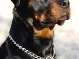 Safkan Rottweiler Yavrular Her Yere Gönderilir