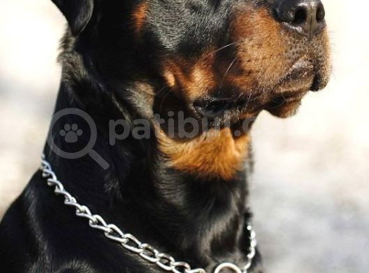 Safkan Rottweiler Yavrular Her Yere Gönderilir görsel