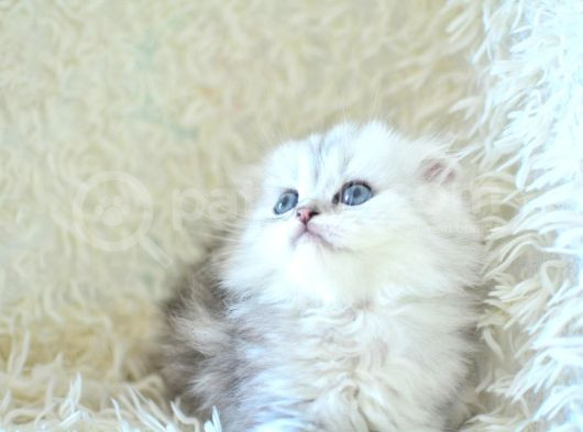 İpeksi Uzun Güzel Tüylü Silver Scottish Fold Longhair görsel