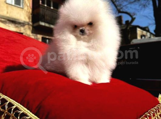 Her Kali̇tede Pomerani̇an Yavru Mevcut Heryere Gönderi̇li̇r görsel