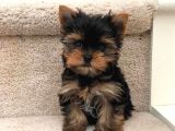 TEACUP YORKSHİRE YAVRULAR HER YERE GÖNDERİLİR