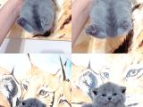 Baby Face Ev Üreti̇mi̇ Bri̇ti̇sh Bebekler