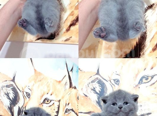 Baby Face Ev Üreti̇mi̇ Bri̇ti̇sh Bebekler görsel