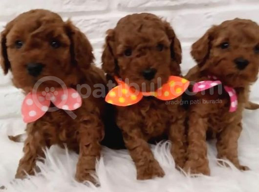 Kg Boy Garanti̇li̇ Kore Toypoodle Yavrular Heryere Gönderi̇li̇r görsel