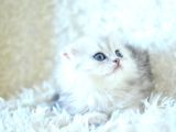 İpeksi Uzun Güzel Tüylü Silver Scottish Fold Longhair