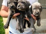 DEV CANE CORSO YAVRULAR HERYERE GÖNDERİLİR