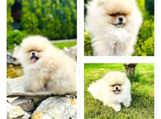 Her Kali̇tede Pomerani̇an Yavru Mevcut Heryere Gönderi̇li̇r görsel