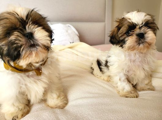 Anti-Alerjik Shihtzu Yavrular Her Yere Gönderilir görsel