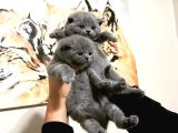 BABY FACE EV ÜRETİMİ BRİTİSH BEBEKLER