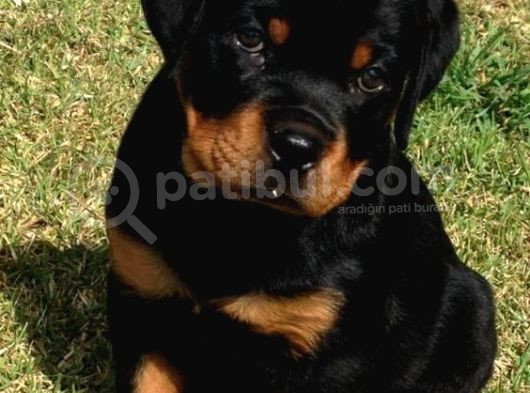 Safkan Rottweiler Yavrular Her Yere Gönderilir