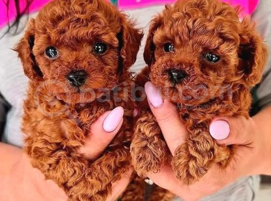 Kg Boy Garanti̇li̇ Kore Toypoodle Yavrular Heryere Gönderi̇li̇r görsel