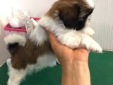 Anti-Alerjik Shihtzu Yavrular Her Yere Gönderilir