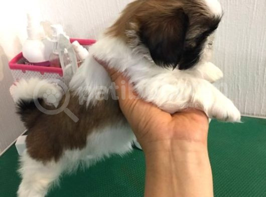 Anti-Alerjik Shihtzu Yavrular Her Yere Gönderilir görsel