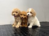 TOY POODLE SEVİMLİ BEBEKLER YUVALARINA GİTMEYE HAZIR