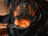 Safkan Rottweiler Yavrular Her Yere Gönderilir