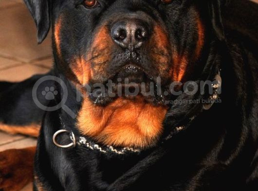 Safkan Rottweiler Yavrular Her Yere Gönderilir görsel
