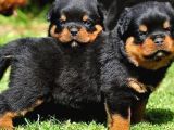 Safkan Rottweiler Yavrular Her Yere Gönderilir