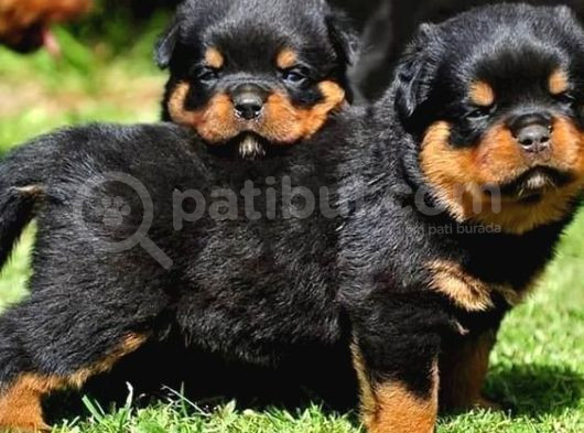 Safkan Rottweiler Yavrular Her Yere Gönderilir görsel