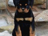 Safkan Rottweiler Yavrular Her Yere Gönderilir