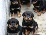Safkan Rottweiler Yavrular Her Yere Gönderilir