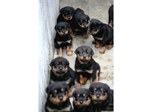 Safkan Rottweiler Yavrular Her Yere Gönderilir görsel