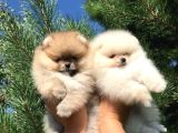 Her Kali̇tede Pomerani̇an Yavru Mevcut Heryere Gönderi̇li̇r