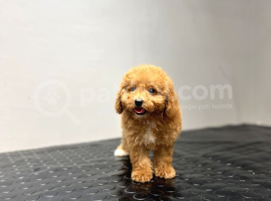 Toy Poodle Sevi̇mli̇ Bebekler Yuvalarina Gi̇tmeye Hazir görsel
