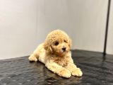 Toy Poodle Sevi̇mli̇ Bebekler Yuvalarina Gi̇tmeye Hazir