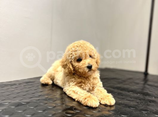 Toy Poodle Sevi̇mli̇ Bebekler Yuvalarina Gi̇tmeye Hazir görsel
