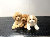Toy Poodle Sevi̇mli̇ Bebekler Yuvalarina Gi̇tmeye Hazir