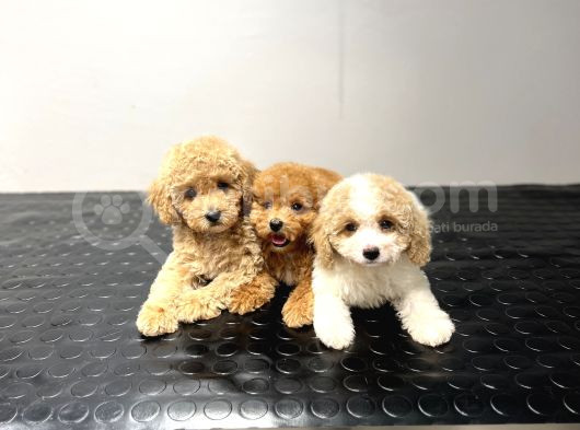 Toy Poodle Sevi̇mli̇ Bebekler Yuvalarina Gi̇tmeye Hazir görsel