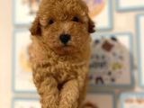 Kıpkırmızı Red Tooy Poodle Sevimli Yavrular 