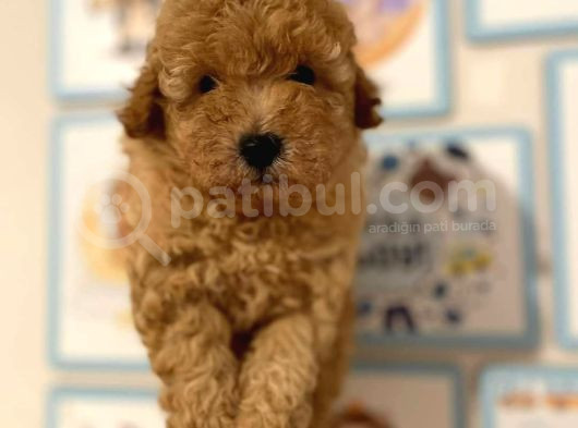 Kıpkırmızı Red Tooy Poodle Sevimli Yavrular  görsel