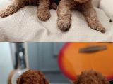 Kıvır Kıvır Renk Renk Poodle Yavrularımız